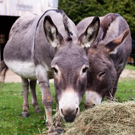 Cab'anes Du Pibeste Segus