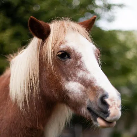 Cab'anes Du Pibeste * Segus